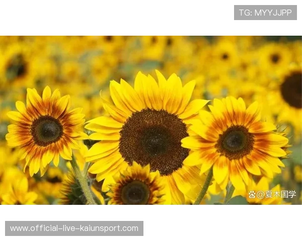 张帅：活出真我，允许一切自然发生